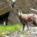 Chamois Chamois